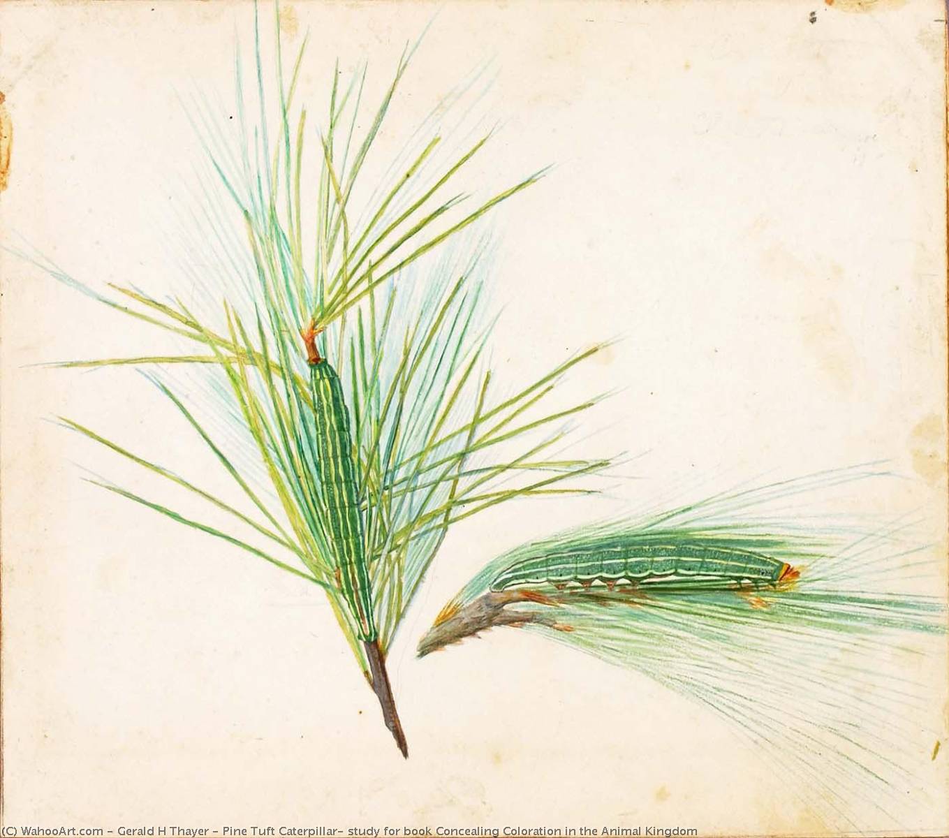 Pine Tuft Caterpillar, Study For Book Concealing Coloration In The Animal Kingdom — Gerald H Thayer