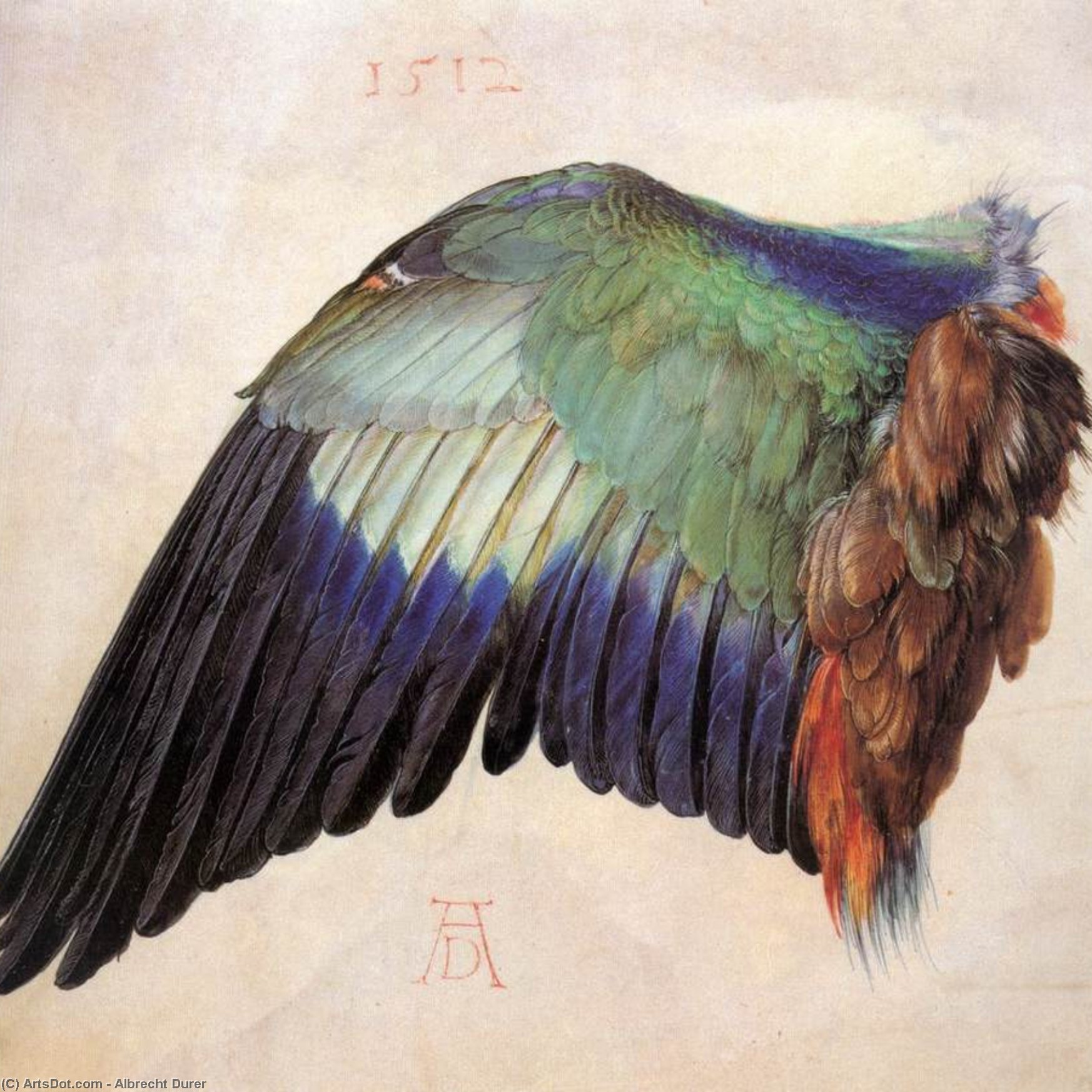 Wing Of A Blue Roller — Альбрехт Дюрер