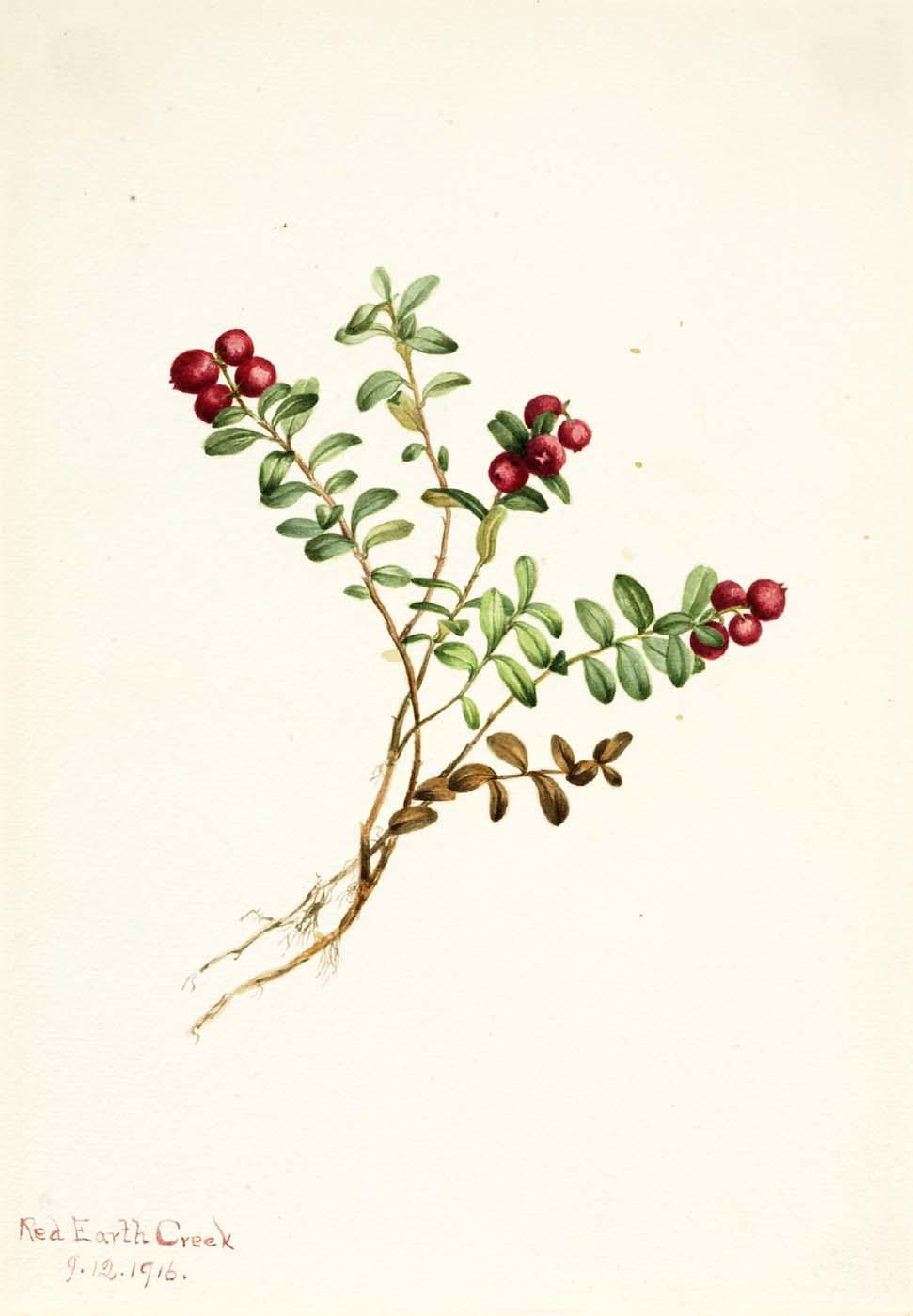 Mountain Cranberry (vaccinium Vitisdaea Minus) — Mary Vaux Walcott