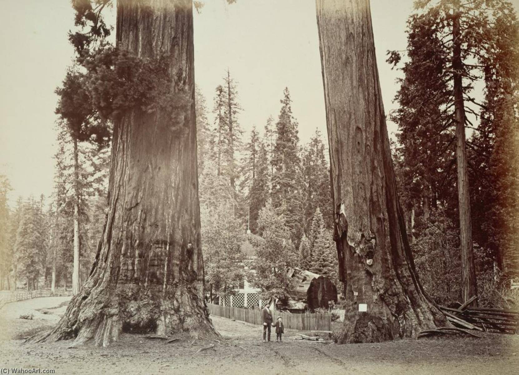 Untitled (aqtdkh) — Carleton Watkins