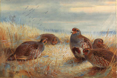 A Covey Of Partridge In The Stubble — Archibald Thorburn