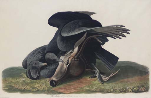 Black Vulture Or Carrion Crow — Robert Havell