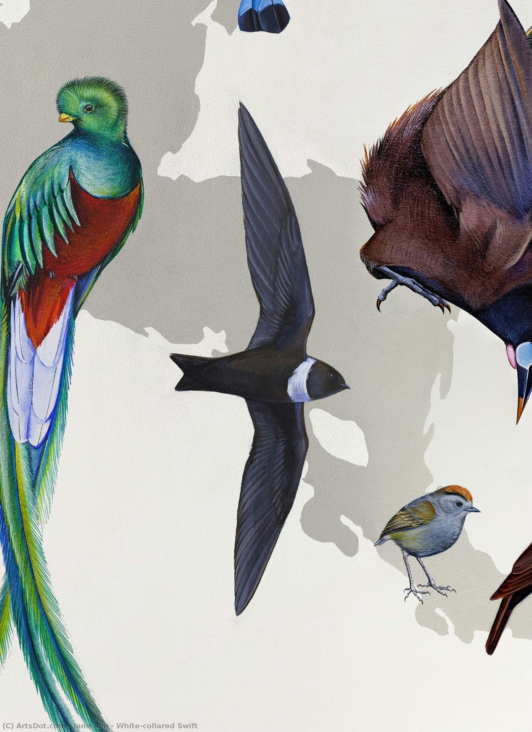 White-collared Swift — Джейн Ким