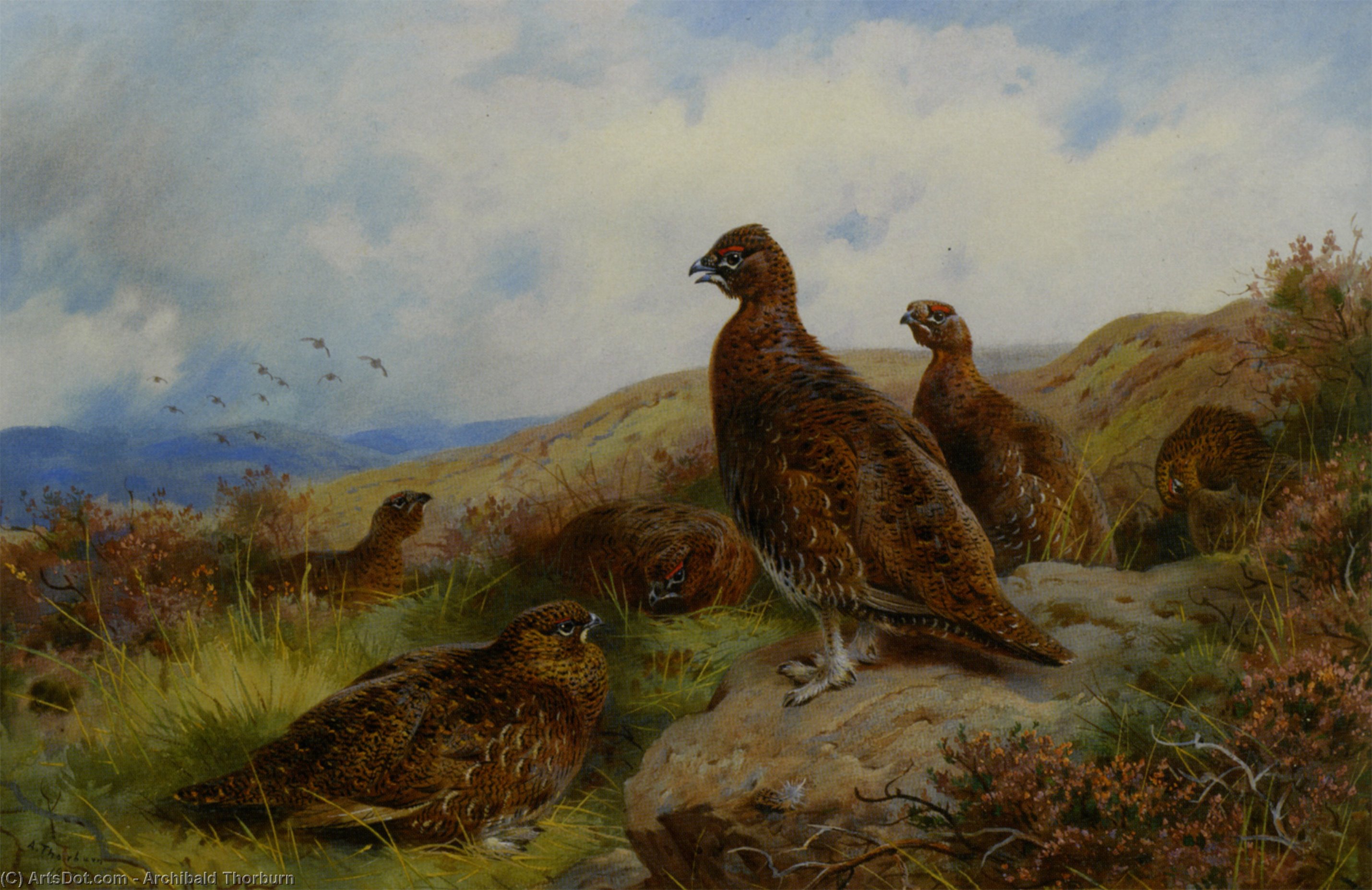 Red Grouse Packing — Архибальд Торборн