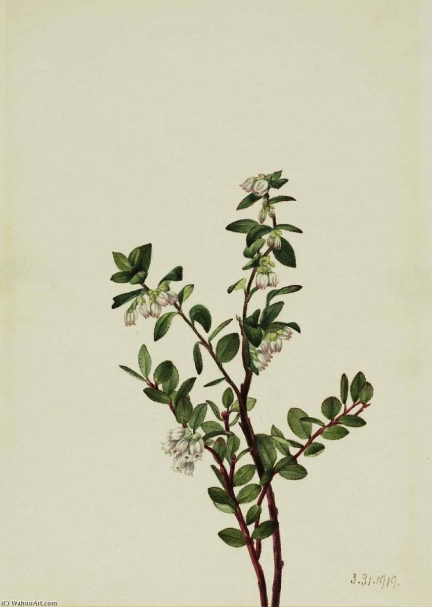 Box Huckleberry (gaylussacia Brachycera) — Мери Вокс Волкотт