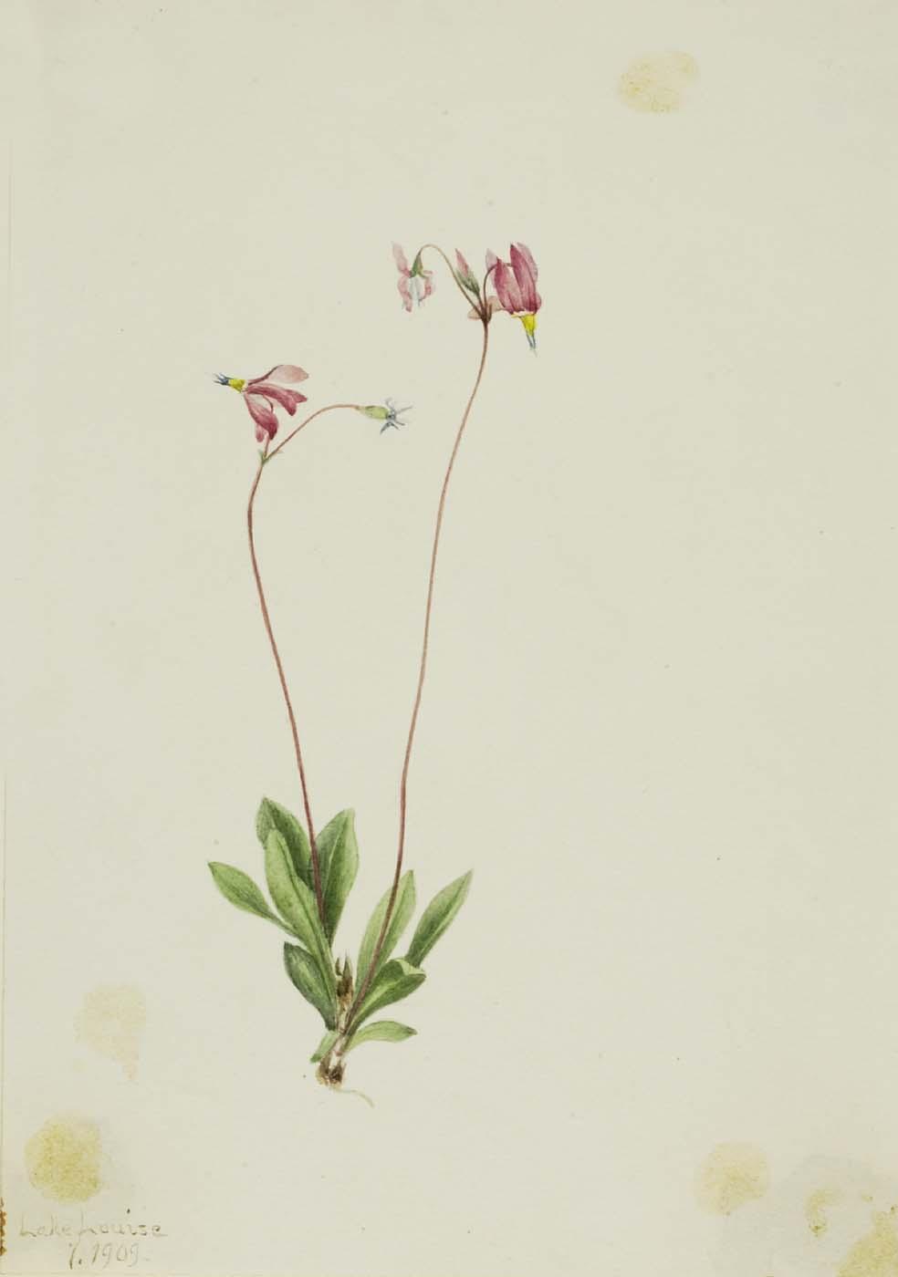 Slender Shootingstar (dodecatheon Pauciflorum) — Mary Vaux Walcott