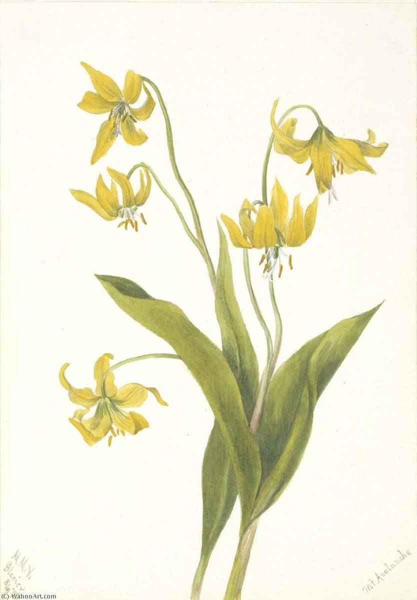 Glacierlily (erythronium Grandiflorum) — Mary Vaux Walcott