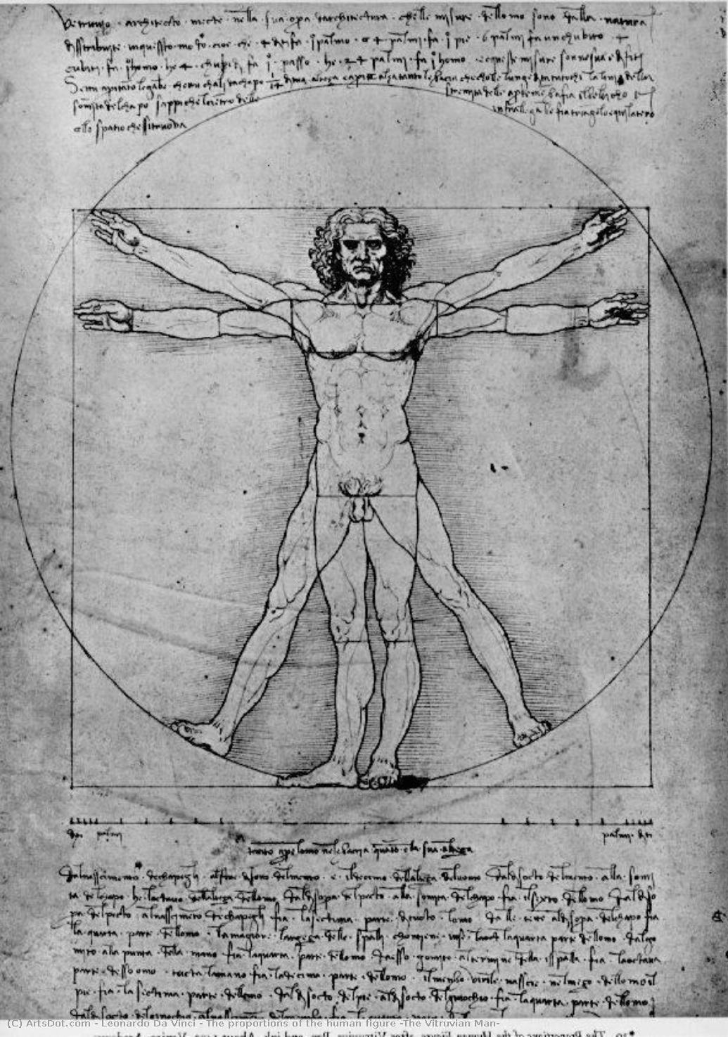 Die Proportionen Des Menschlichen Körpers (der Vitruv Mann) — Leonardo Da Vinci