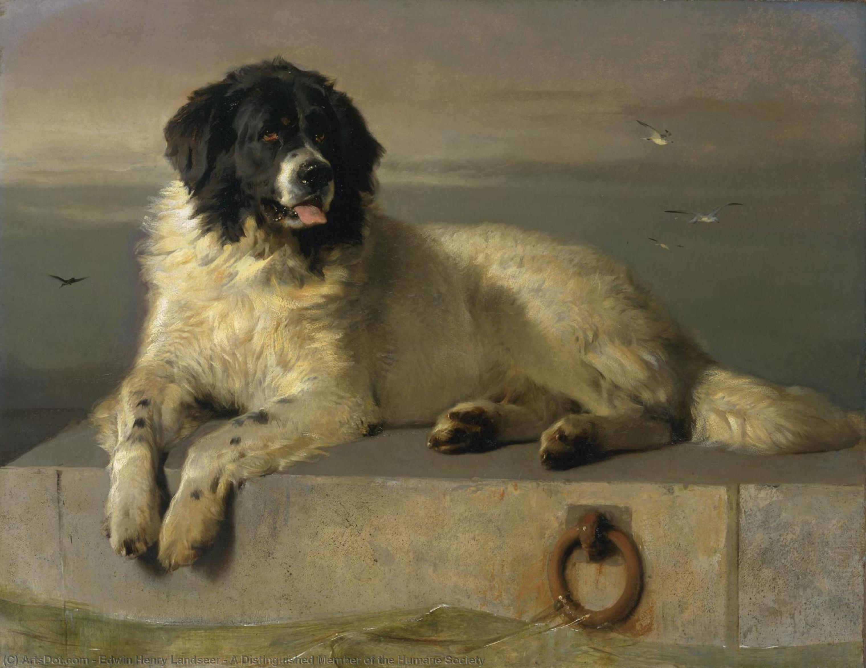 A Distinguished Member Of The Humane Society — Sir Edwin Henry Landseer