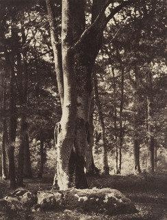 Forest Of Fontainebleau — Gustave Le Gray