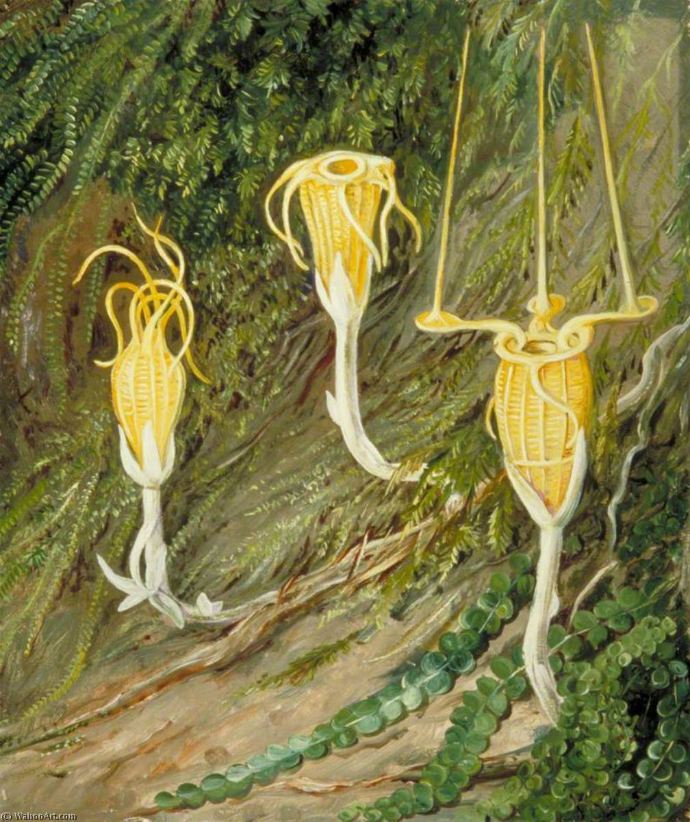 Besondere Pflanzen Der Dunklen Wälder Von Singapur Und Borneo — Marianne North