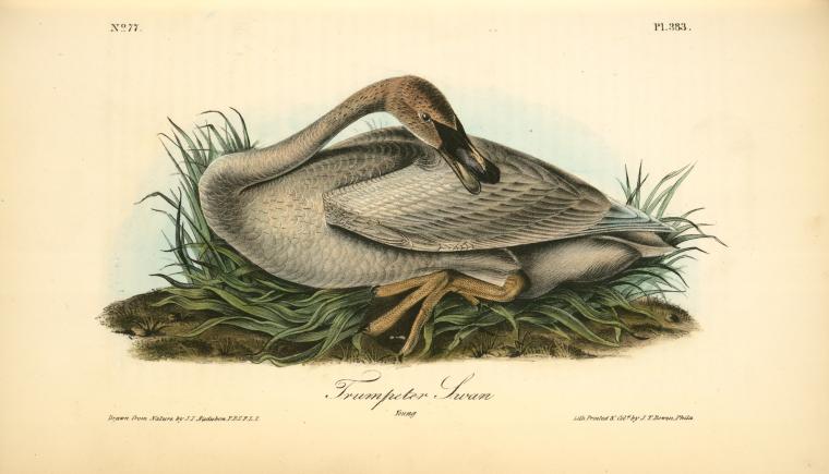 Trumpeter Swan. Young — ジョン・ジェームズ・オーデュボン