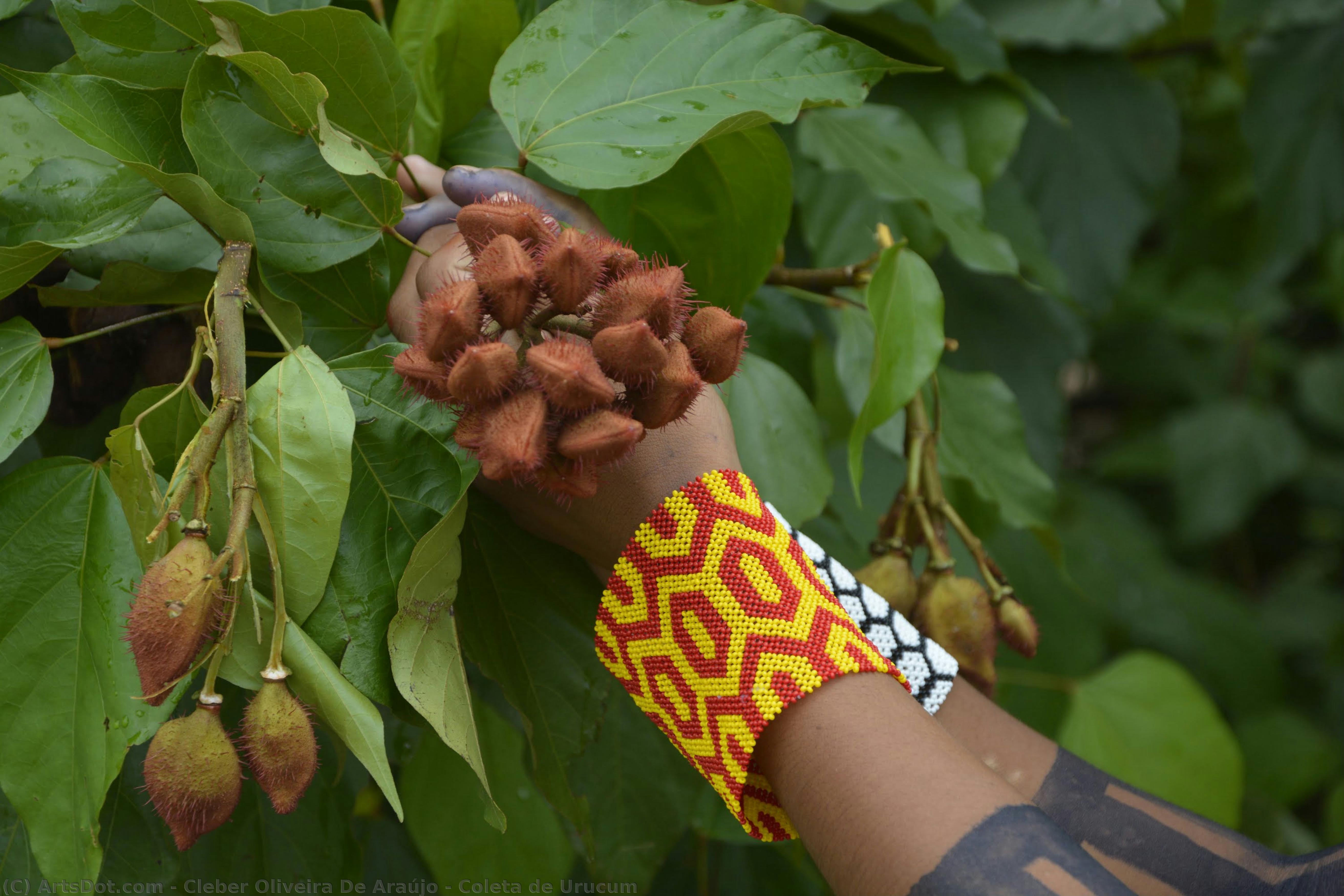 Coleta De Urucum — Cleber Oliveira De Araújo