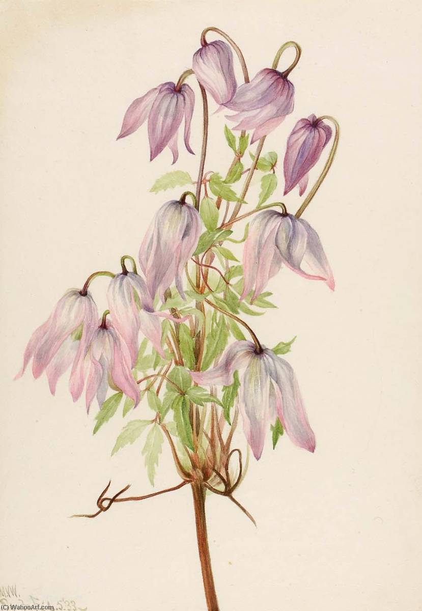 Jicarilla (clematis Pseudoalpina) — Mary Morris Vaux Walcott