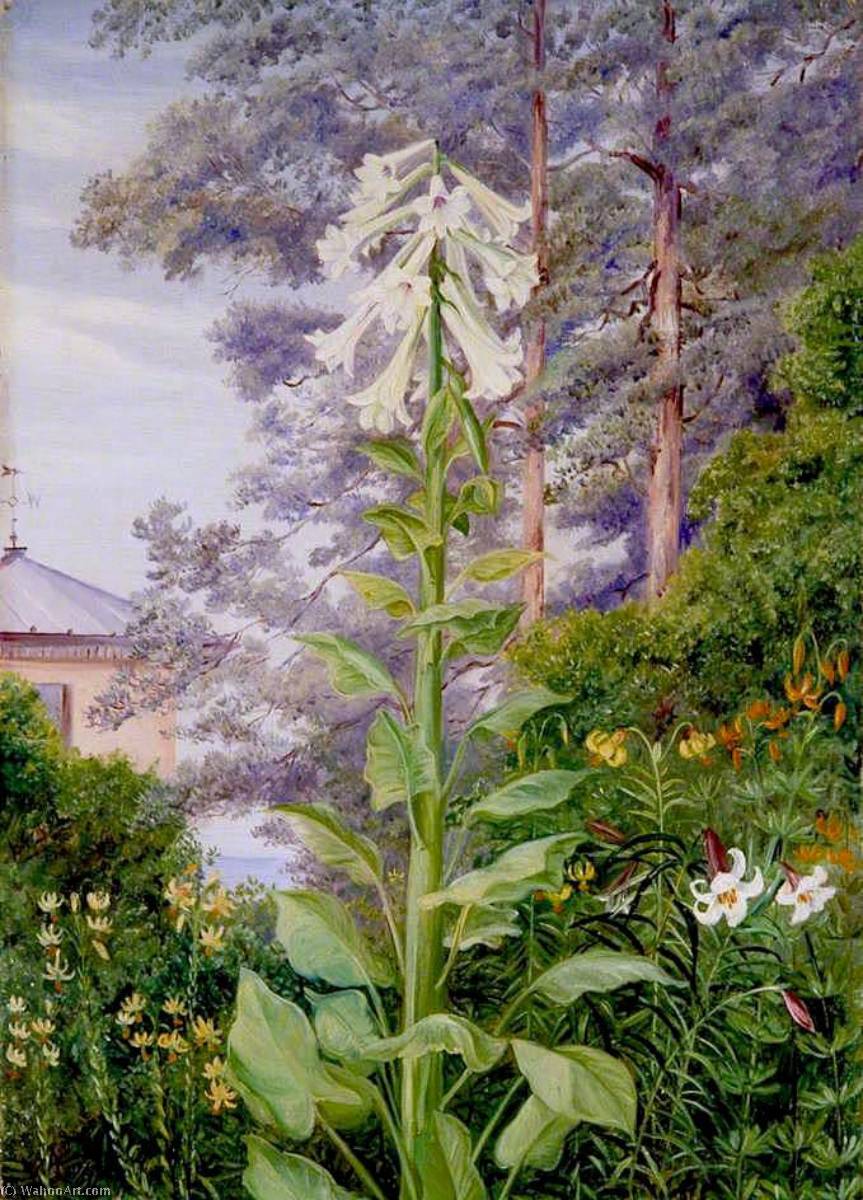 The Giant And Other Lilies In Dr Allman's Garden At Parkstone, Dorset — Marianne North