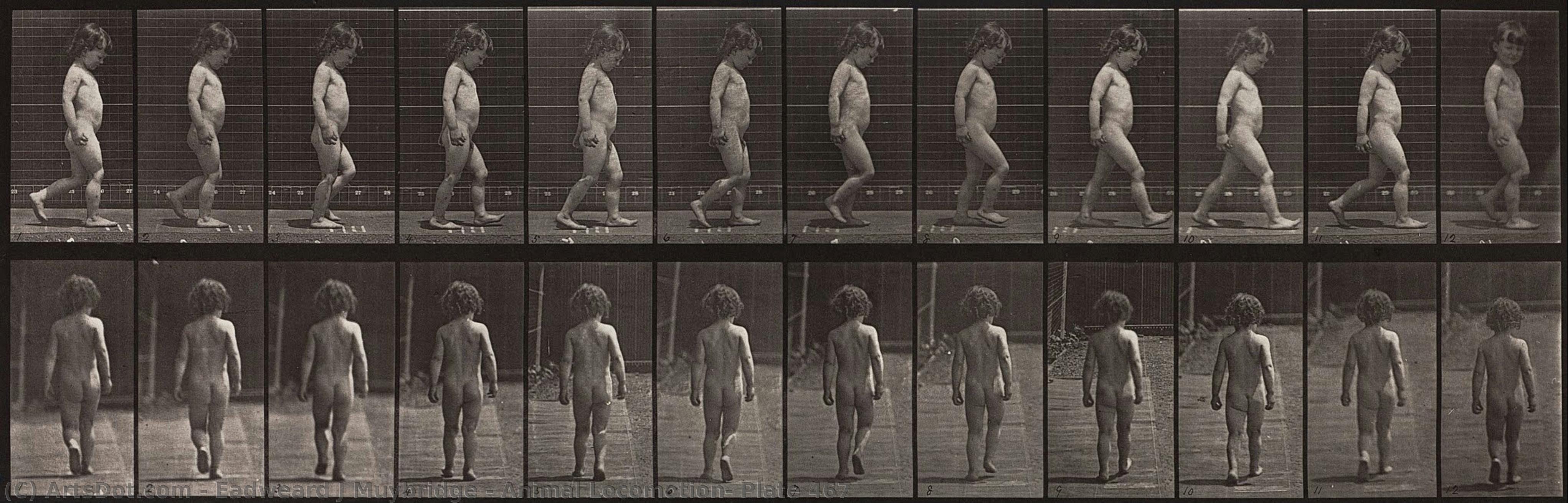 Animal Locomotion, Plate 467 — Eadweard J Muybridge