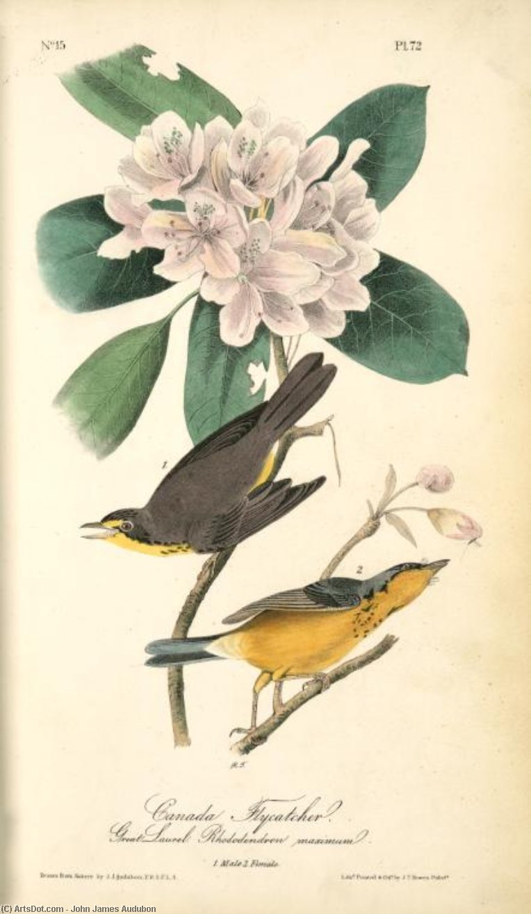 Canada Flycatcher, 1. Male, 2. Female. Great Laurel. Rhododendron Maximum — John James Audubon