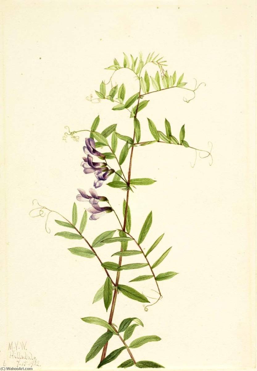 American Vetch (vicia Americana) — Mary Vaux Walcott