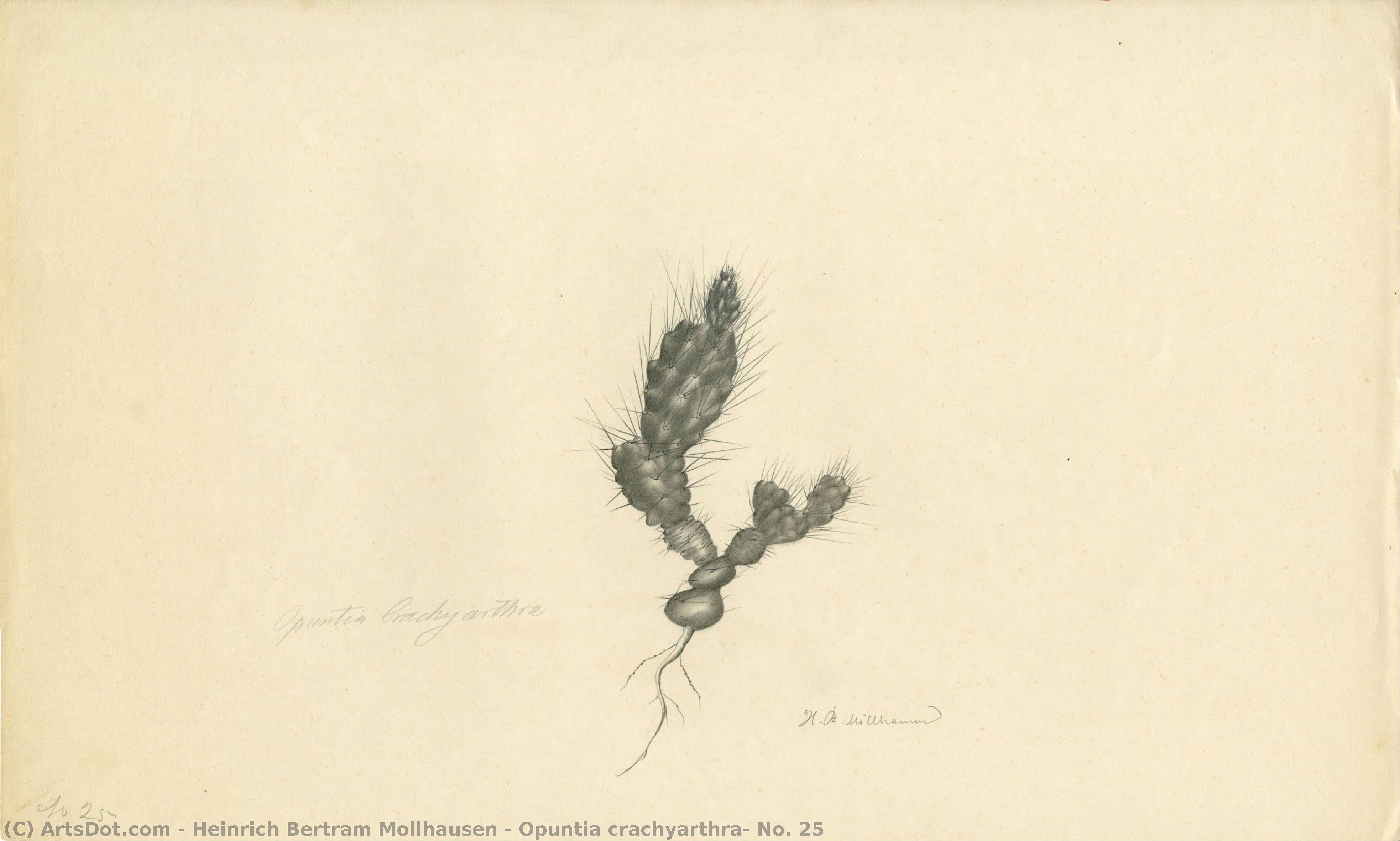 Opuntia Crachyarthra, No. 25 — Heinrich Bertram Mollhausen