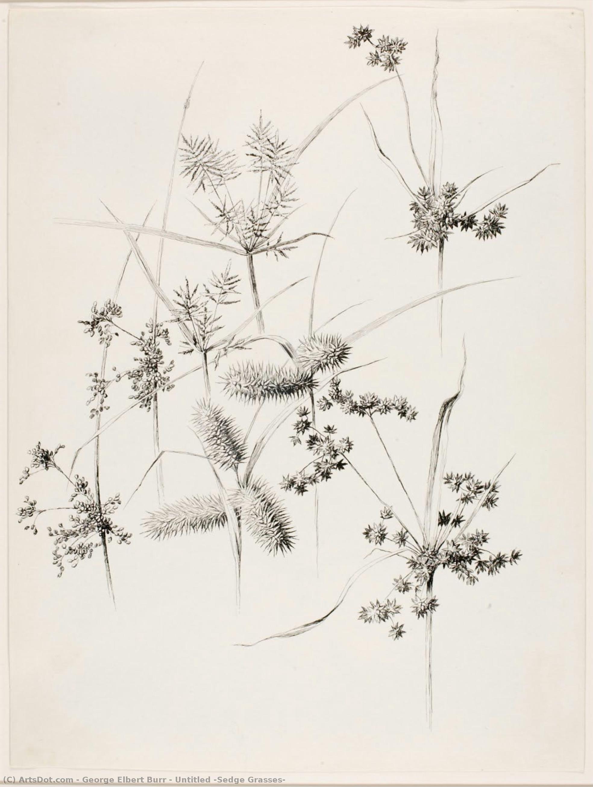 Untitled (sedge Grasses) — Džordž Elbert Ber