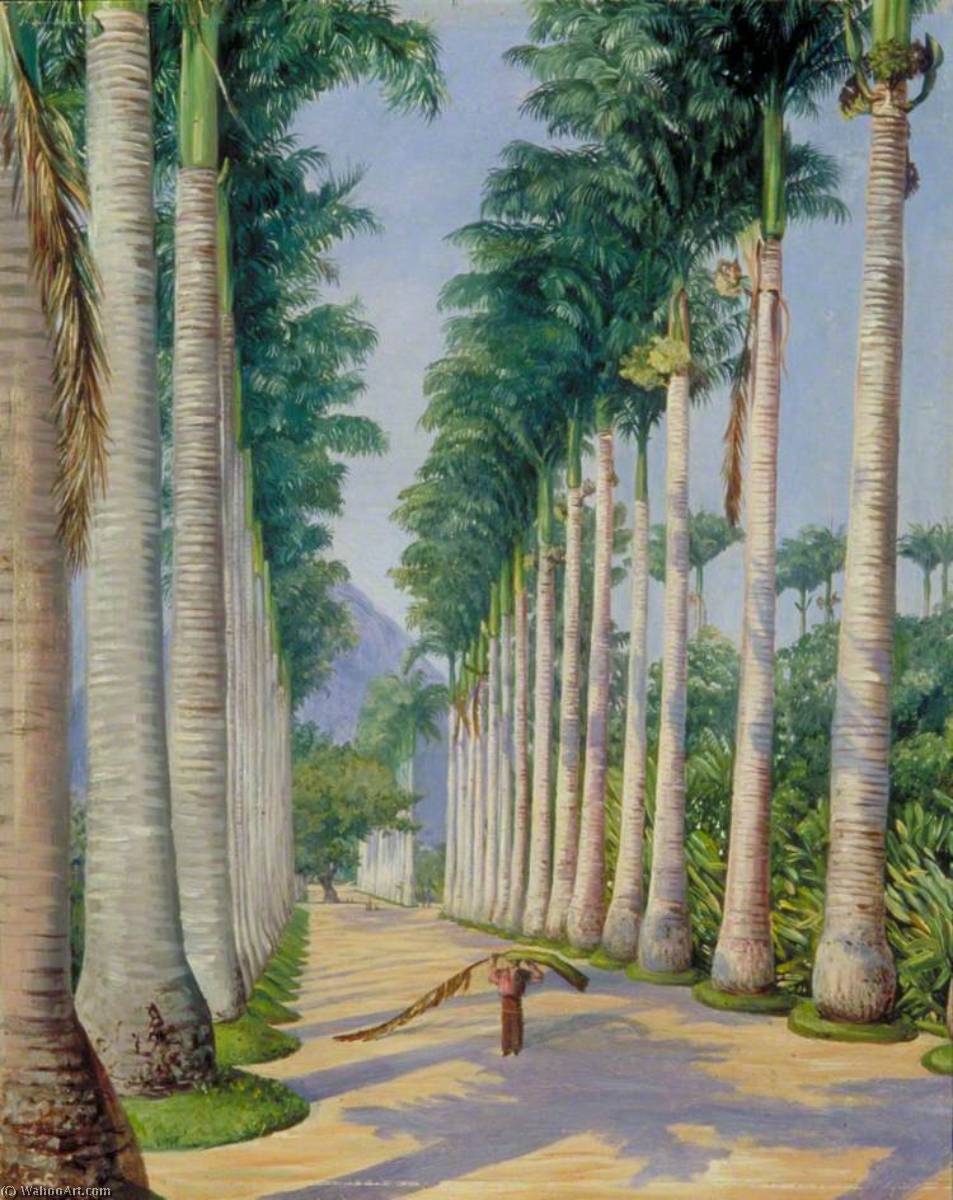 Seitliche Allee Der Königspalmen In Botafogo, Brasilien — Marianne North
