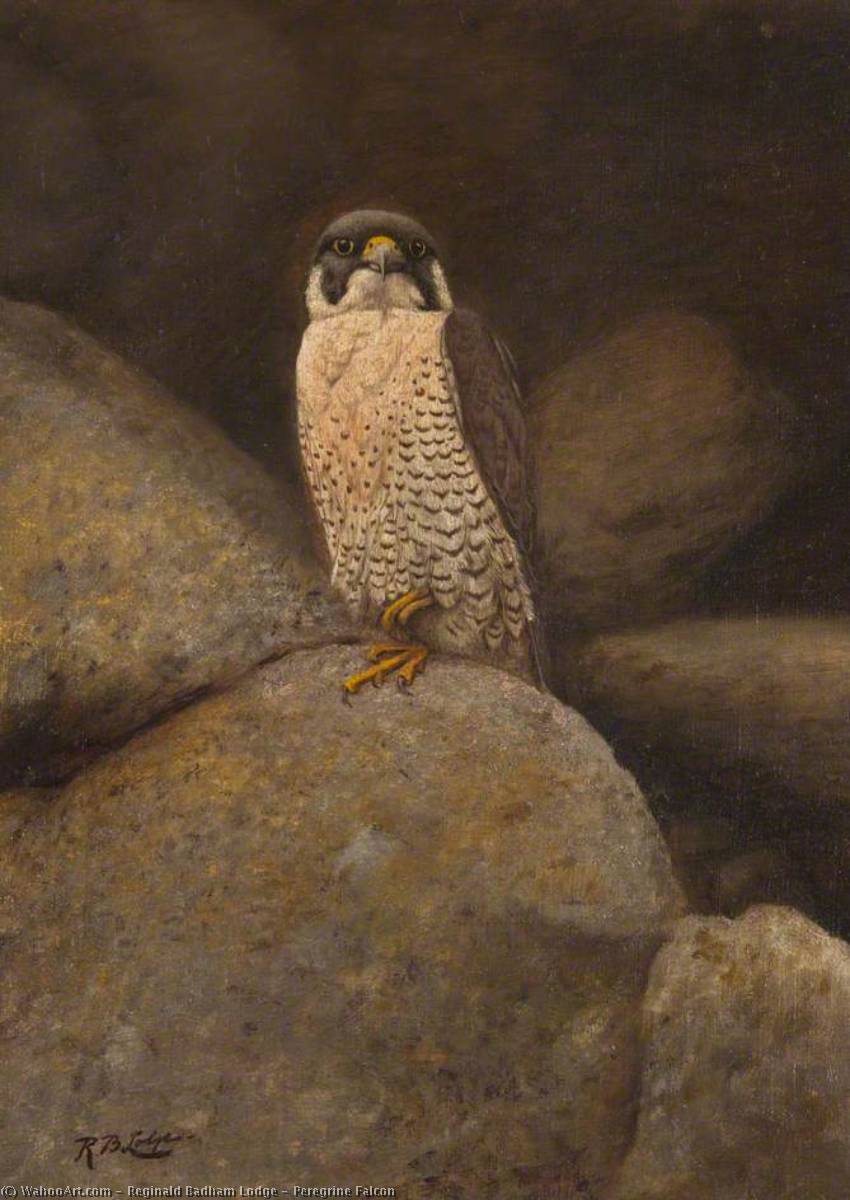 Peregrine Falcon — Reginald Badham Lodge