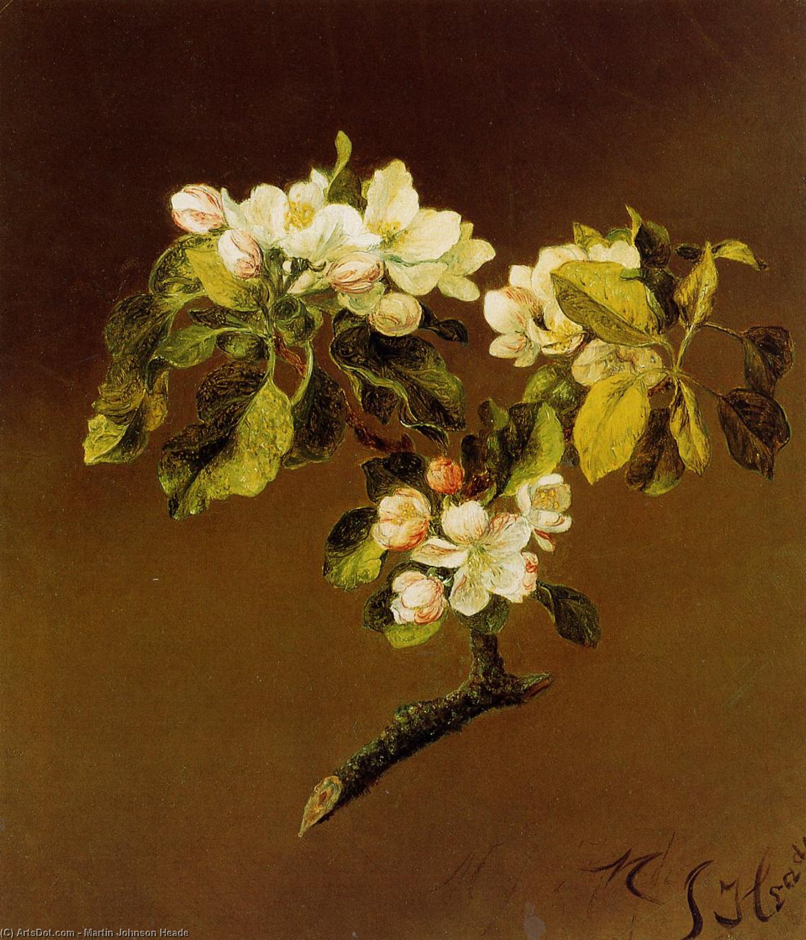 A Spray Of Apple Blossoms — Martin Johnson Heade