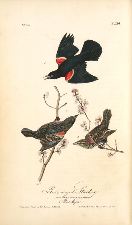 Red-winged Starling. 1. Male Adult. 2. Young Male. 3. Female. (red Maple) — John James Audubon