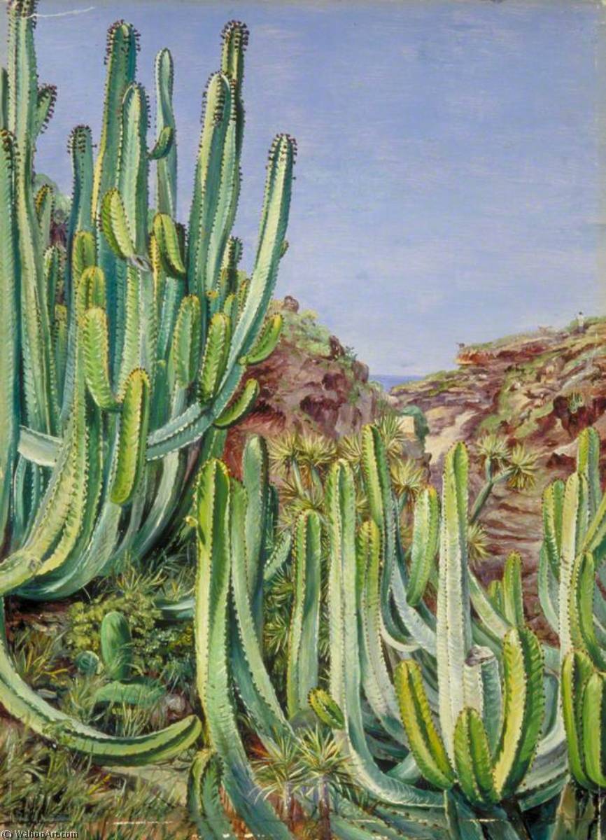 Eine Kaktusähnliche Pflanze, Die In Der Nähe Des Meeres Auf Teneriffa Wächst — Marianne North