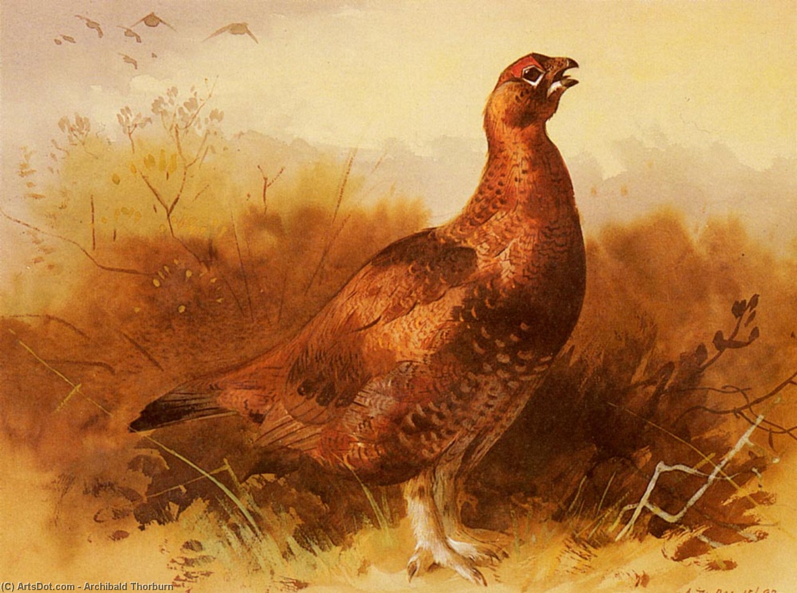Cock Grouse — Арчибалд Торбурн
