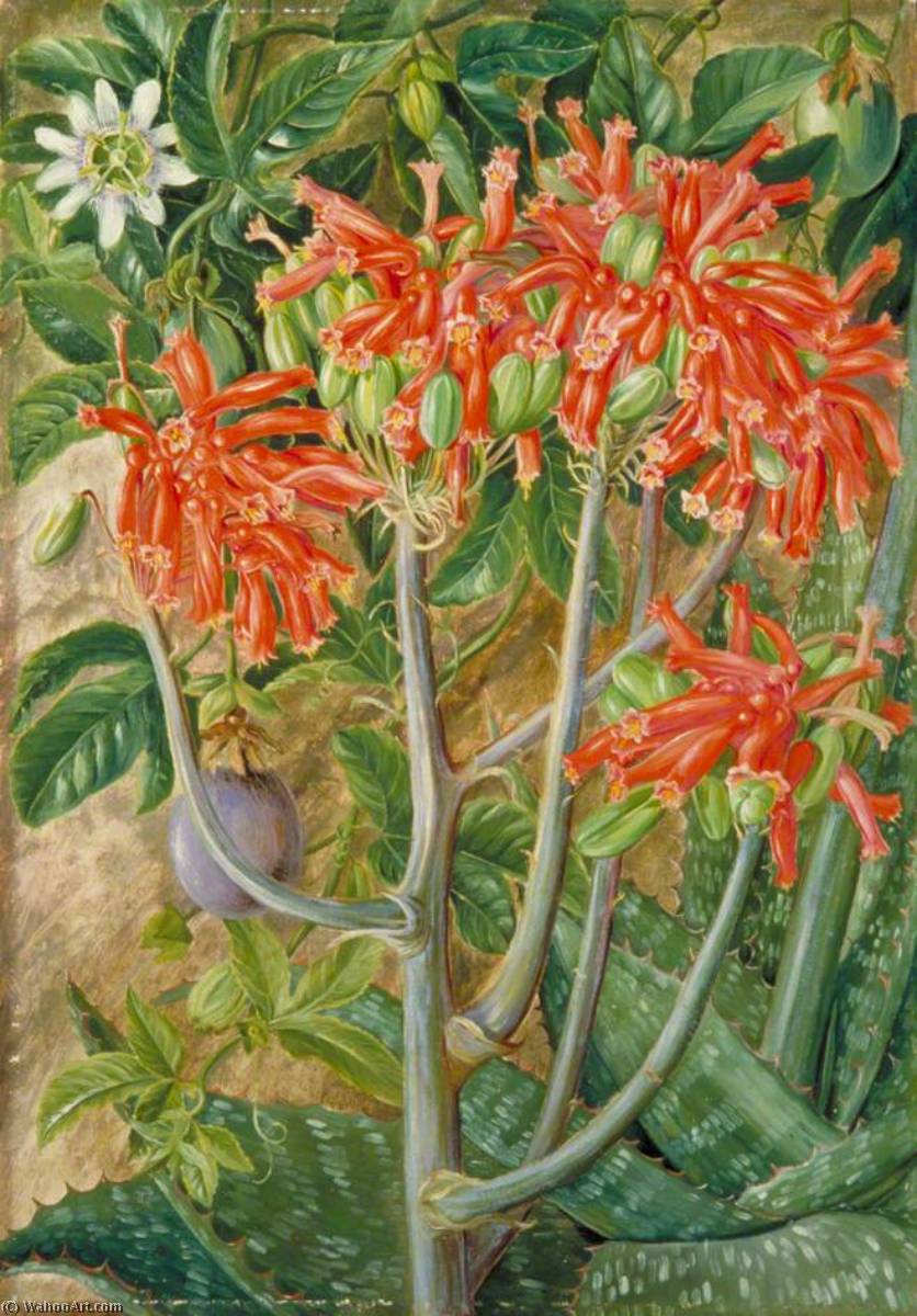 Aloe Und Passionsblume, Südafrika — Marianne North