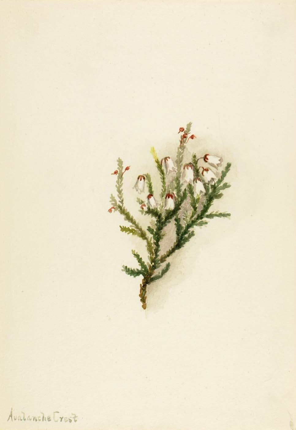 Cassiope (cassiope Mertensiana) — Mary Vaux Walcott