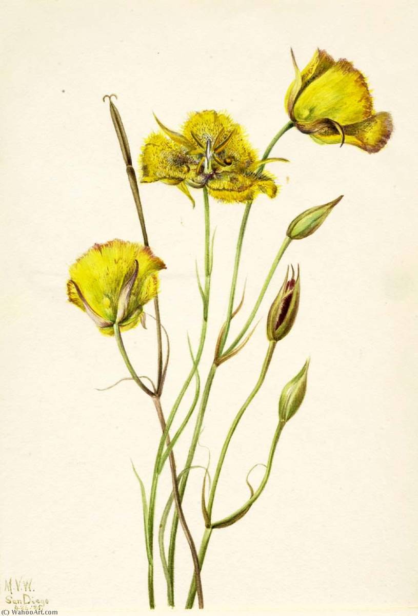 San Diego Mariposa (calochortus Weedii) — Mary Vaux Walcott