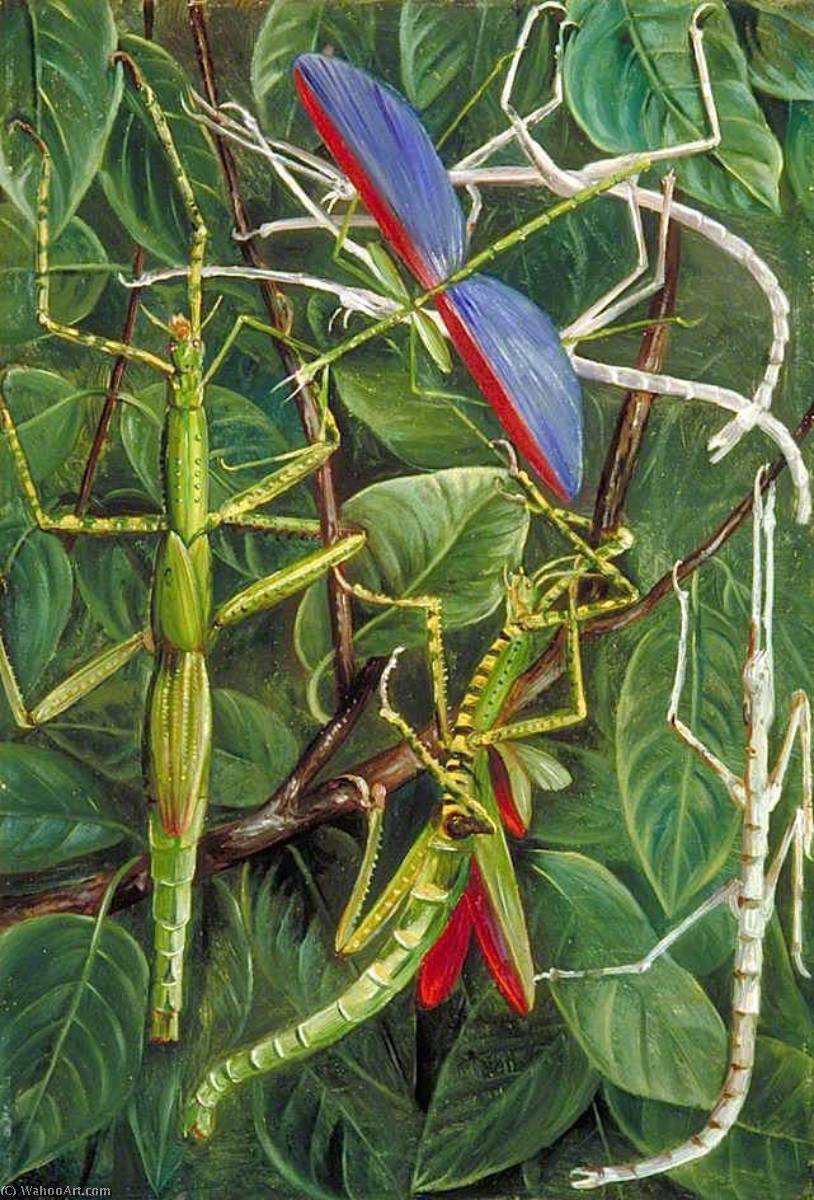 Leaf Insects And Stick Insects — Марианна Норт