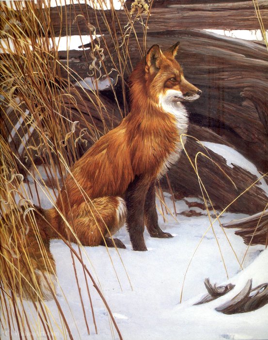 Untitled (467) — Robert Bateman