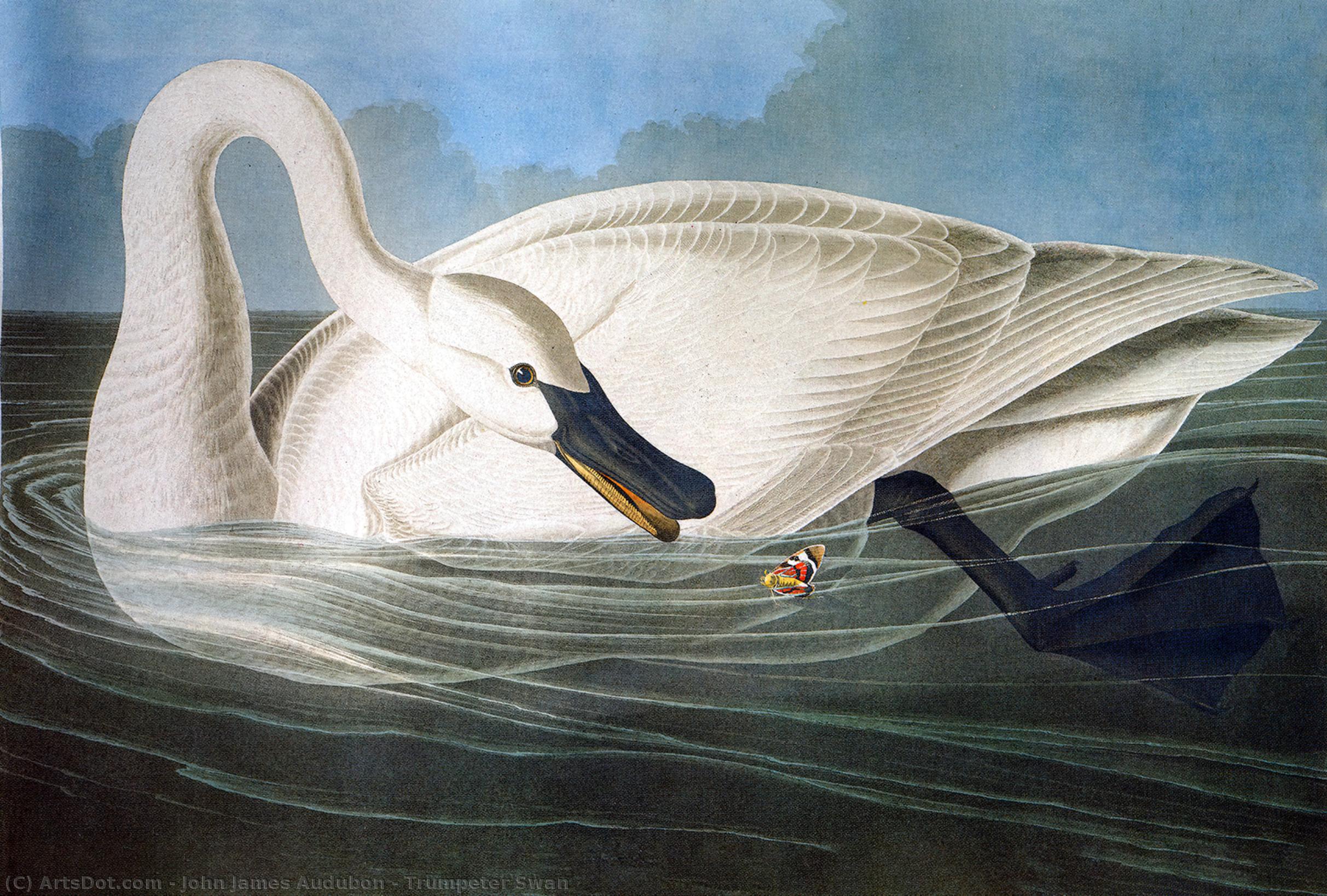 Trumpeter Swan — John James Audubon