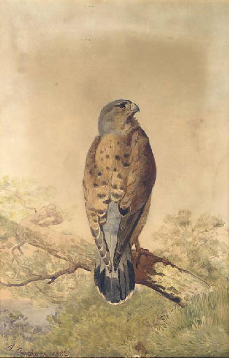 Kestrel — Архибальд Торборн