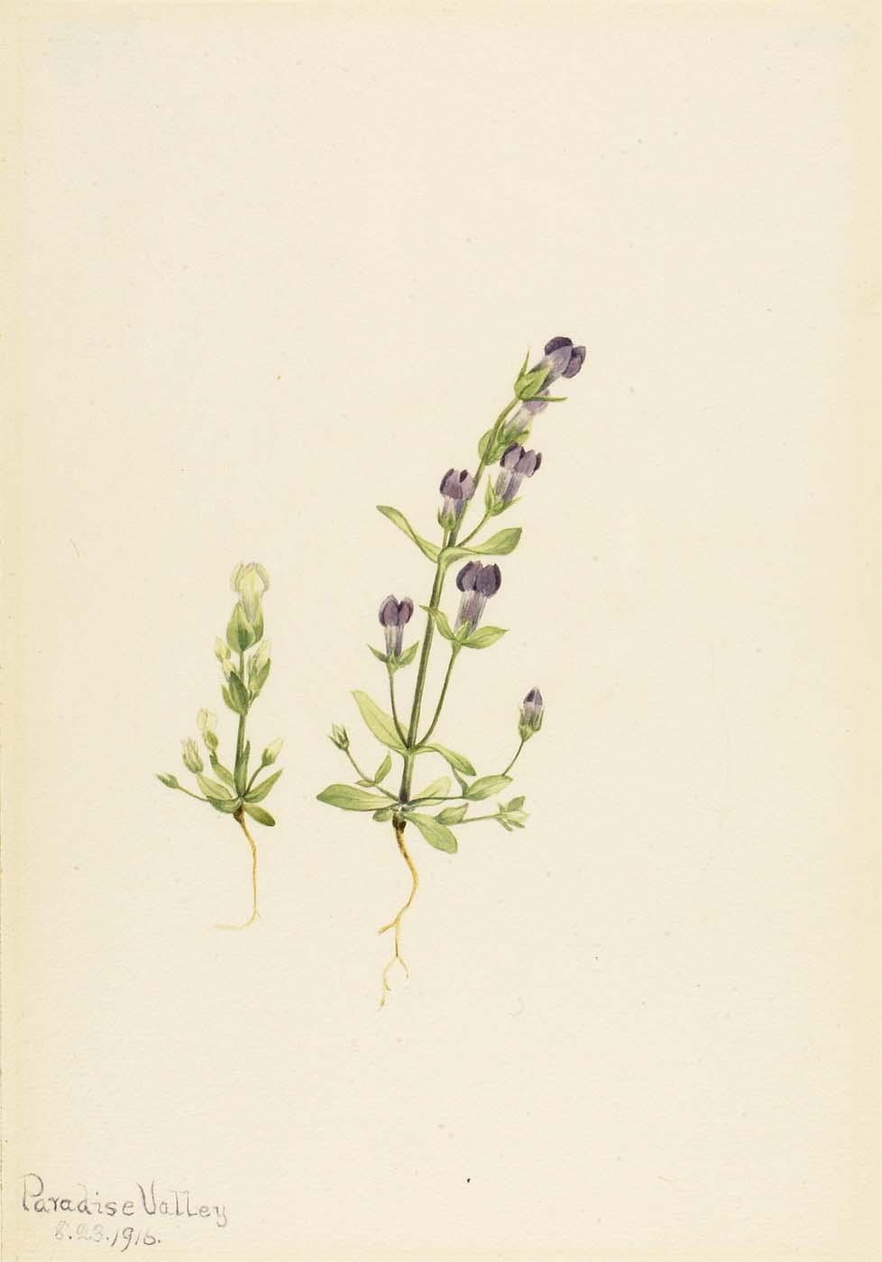 Gentiana Propingua — Mary Vaux Walcott