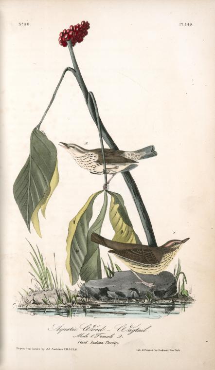 Aquatic Wood-wagtail. 1. Male. 2. Female. (plant. Indian Turnip.) — John James Audubon