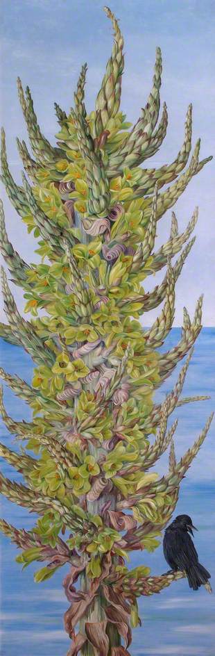 Puya Chilensis (chilli) — マリアン・ノース