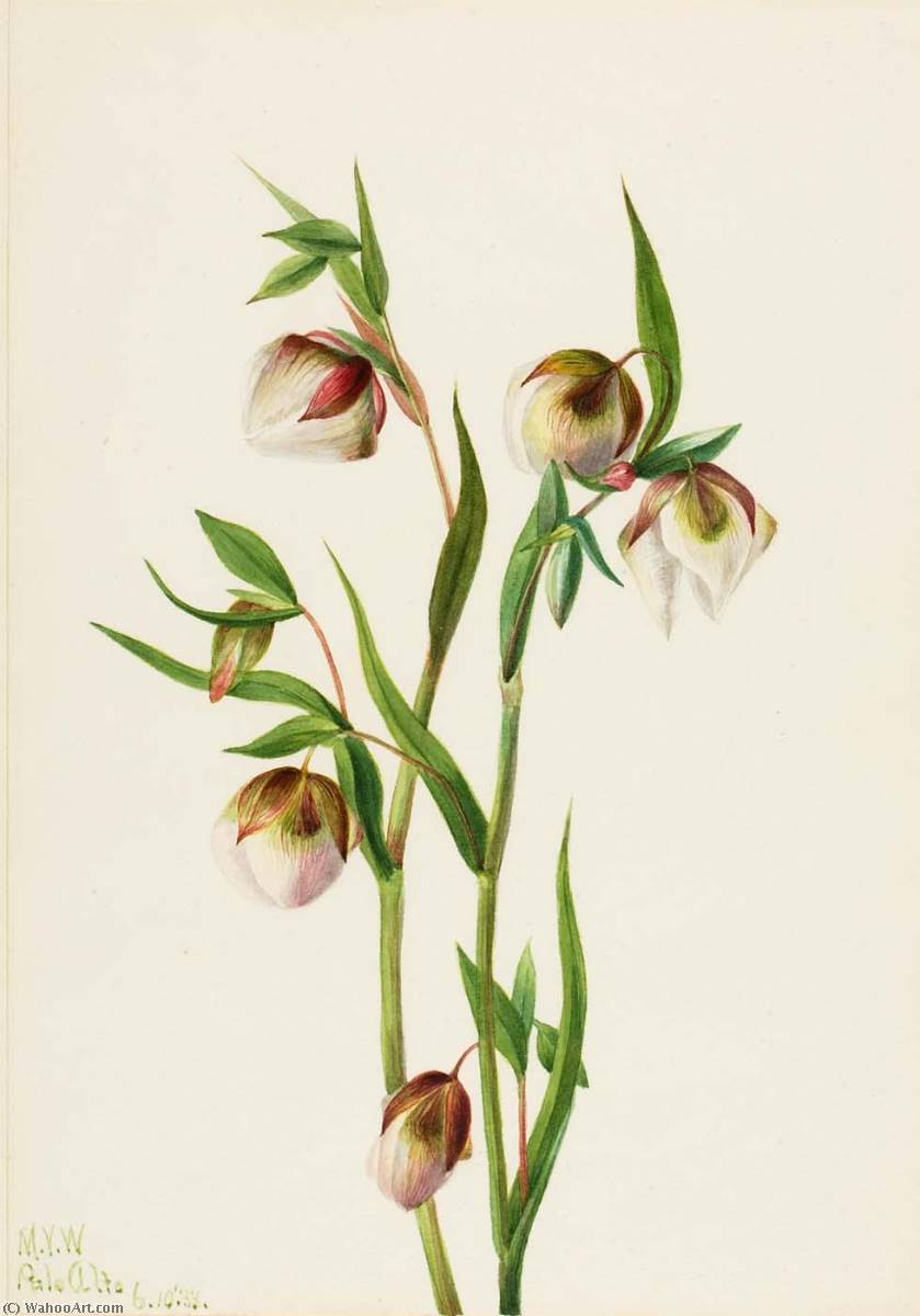 White Fairy Lantern (calochortus Albus) — Mary Vaux Walcott