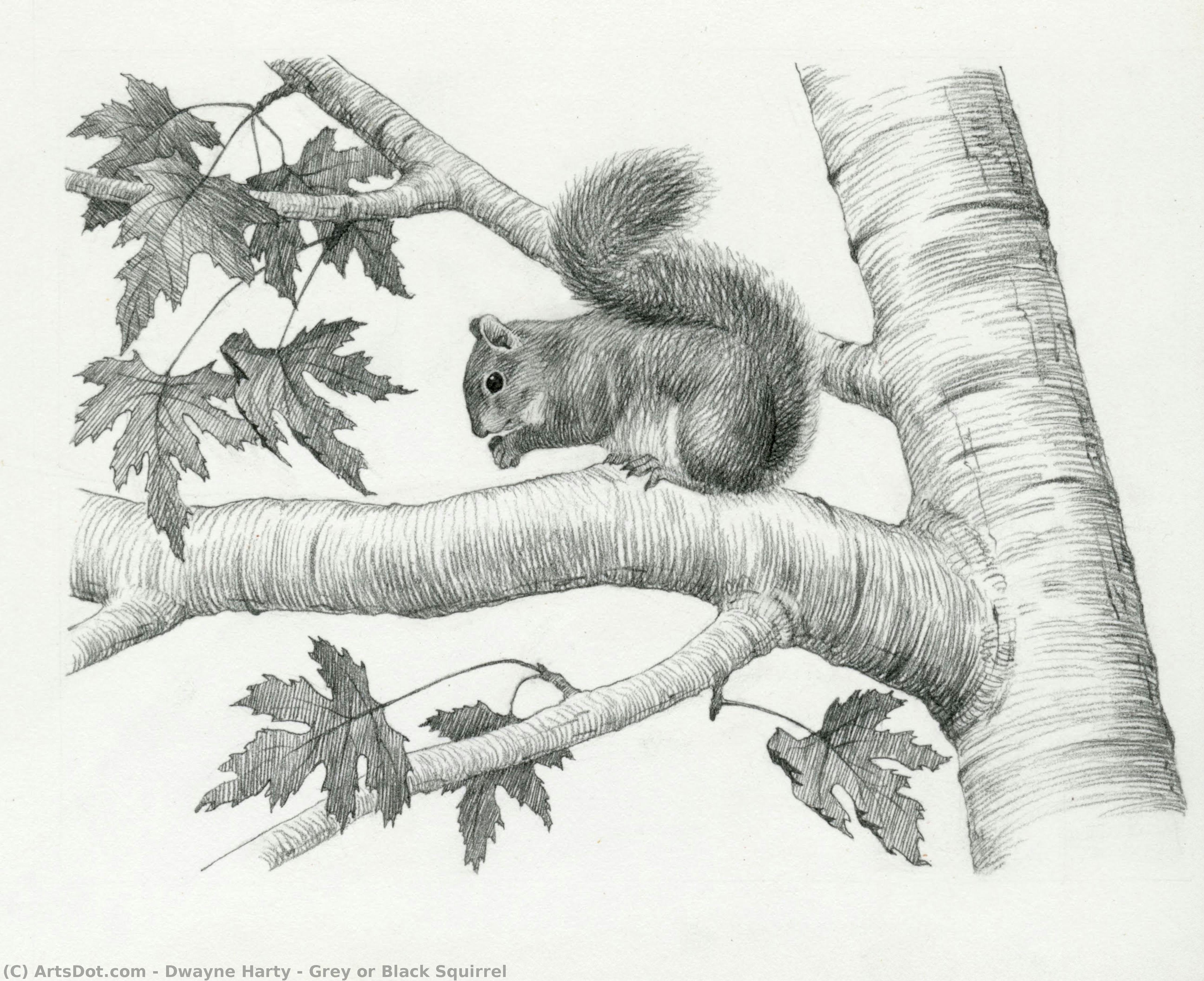 Grey Or Black Squirrel — Dwayne Harty