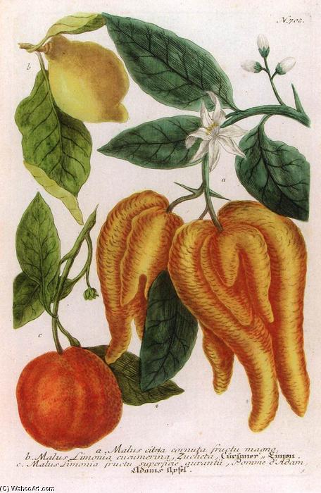 Illustration From Phytanthoza Iconographia — Johann Wilhelm Weinmann