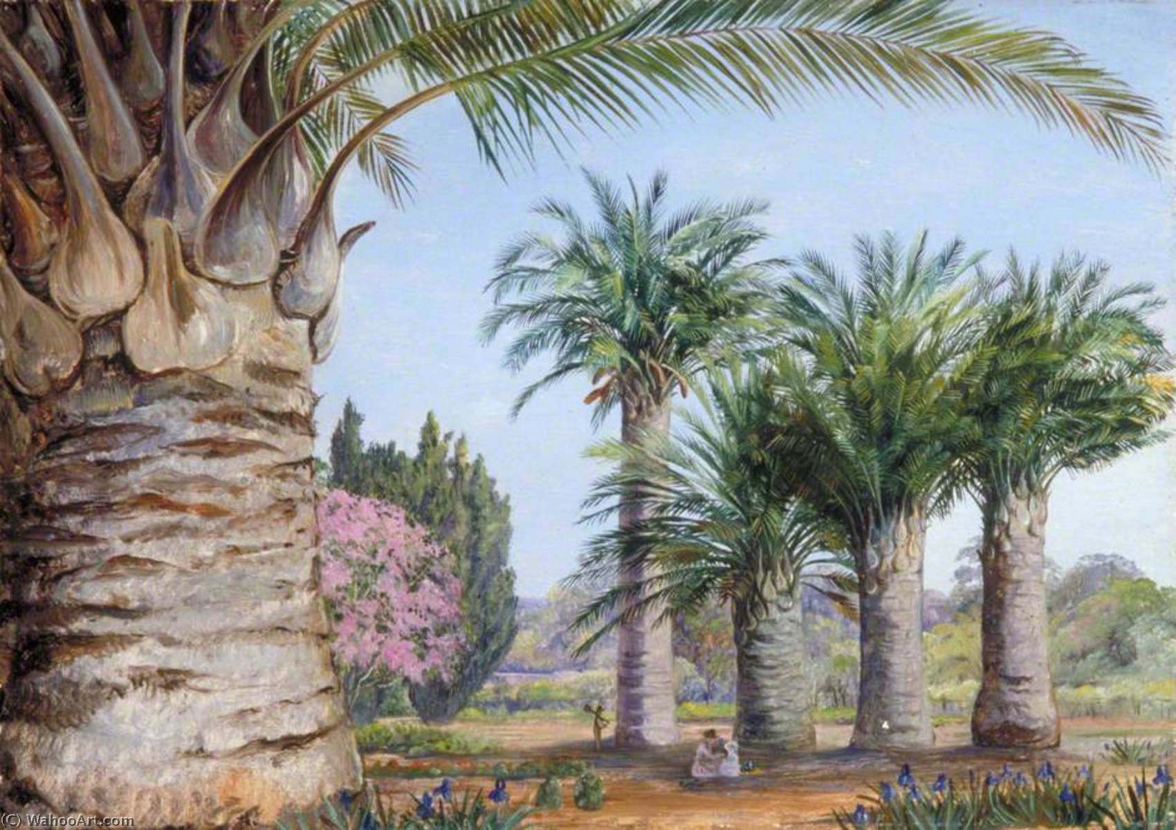Especímenes De La Palma Coquito De Chile En Camden Park, Nueva Gales Del Sur — Marianne North