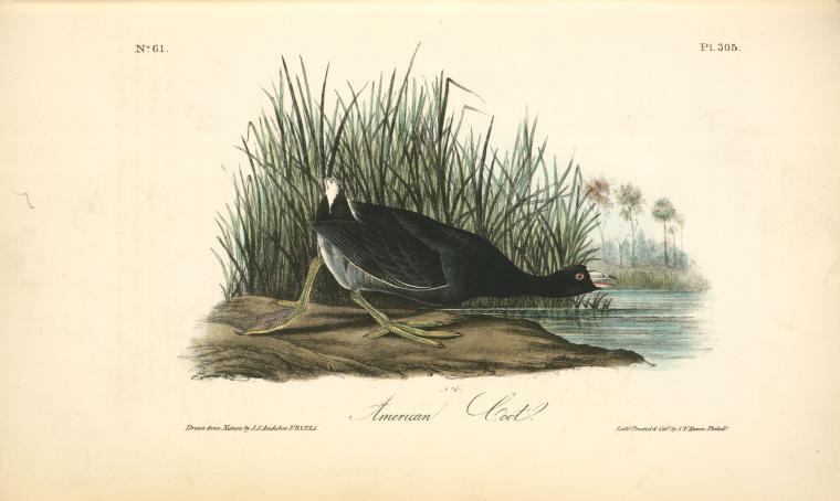 American Coot — John James Audubon