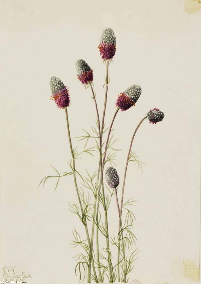 Purple Prairieclover (petalostemon Purpureum) — メアリー・ヴォー・ウォルコット
