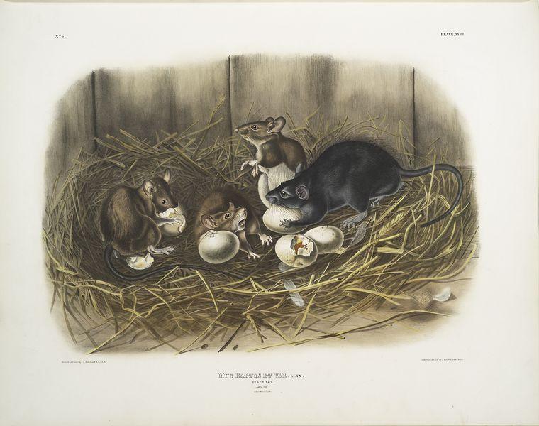 Mus Rattus Et Var., Black Rat. Natural Size. Old ^ Young — John James Audubon