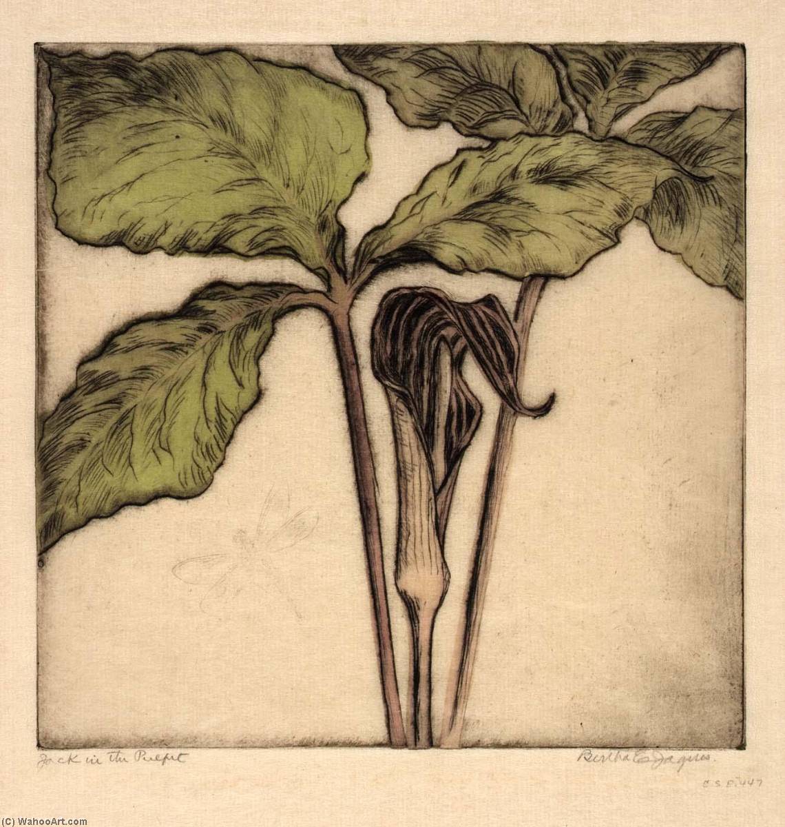 Jack In The Pulpit — Bertha Evelyn Jaques