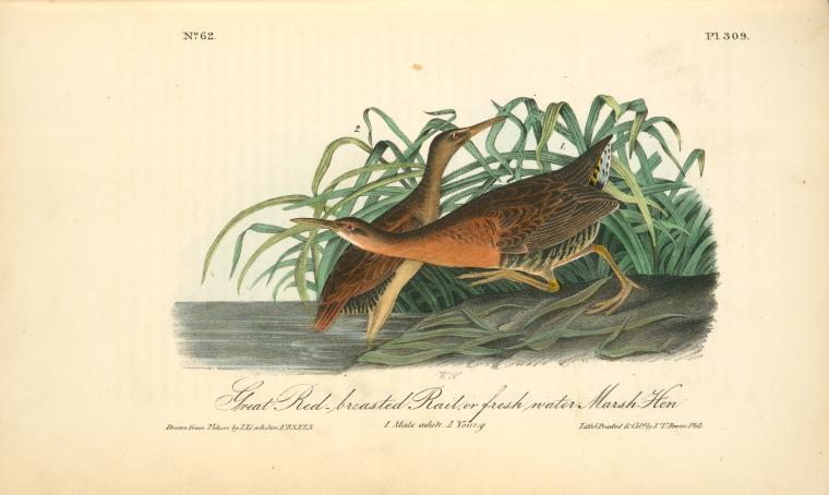 Great Red-breasted Rail, Or Fresh-water Marsh Hen-water-rail. 1. Male Adult. 2 Young — John James Audubon