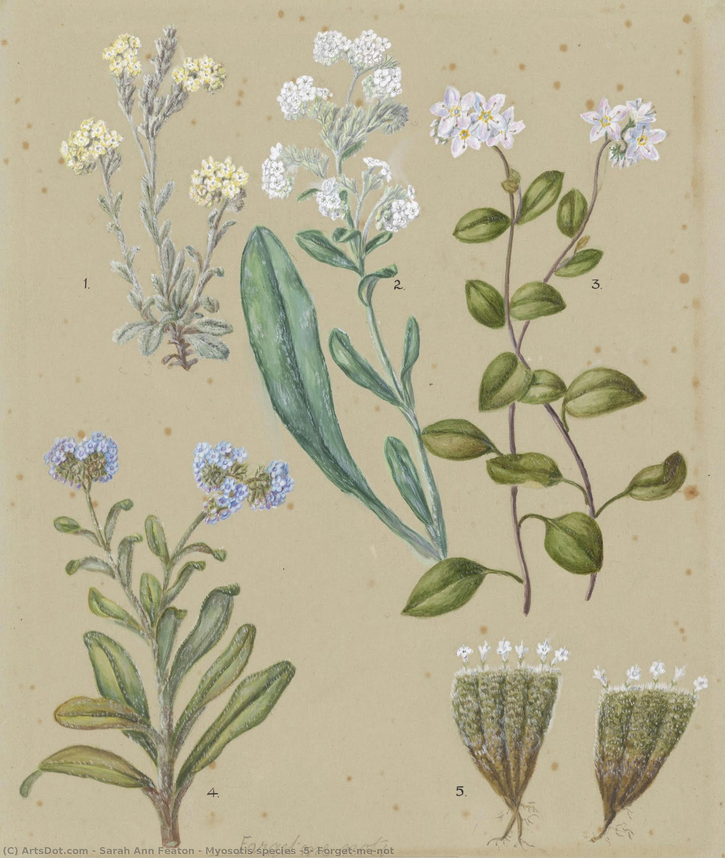 Myosotis Species (5) Forget-me-not — Sarah Ann Featon